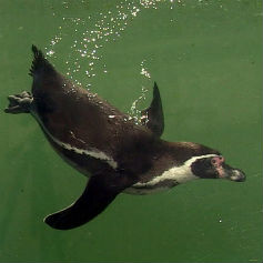 Penguin swimming through water
